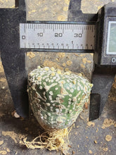 Load image into Gallery viewer, Astrophytum asterias 'Super Kabuto V-Type
