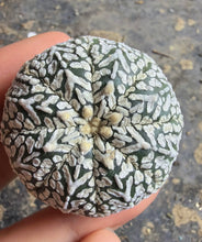 Load image into Gallery viewer, Astrophytum asterias 'Super Kabuto V-Type

