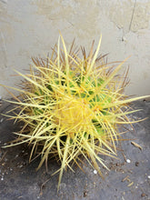 Load image into Gallery viewer, Echinocactus grusonii, Golden Barrel Cactus, Heavy Spine Form, Round Collector Cactus

