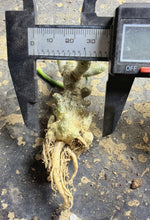 Load image into Gallery viewer, Tylecodon decipiens

