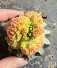 Load image into Gallery viewer, Ariocarpus Godzilla variegata grafted
