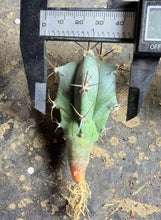 Load image into Gallery viewer, Myrtillocactus geometrizans，Blue Myrtle Cactus
