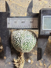Load image into Gallery viewer, Astrophytum asterias 'Super Kabuto V-Type
