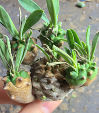 Load image into Gallery viewer, Euphorbia cv. Cocklebur
