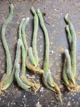 Load image into Gallery viewer, Hildewintera colademononis, Monkey Tail Cactus, Long White Hair Cactus, Live Cactus

