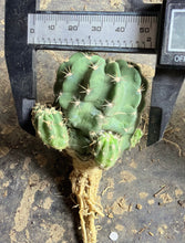 Load image into Gallery viewer, Ferocactus glaucescens/Oukanryuu Ferocactus glaucescens
