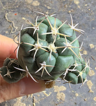Load image into Gallery viewer, Coryphantha poselgeriana
