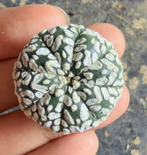 Load image into Gallery viewer, Astrophytum asterias 'Super Kabuto V-Type
