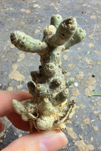 Load image into Gallery viewer, Tylecodon decipiens

