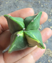 Load image into Gallery viewer, Astrophytum myriostigma variegated
