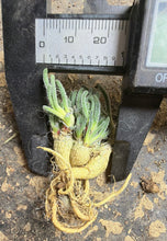 Load image into Gallery viewer, Phyllobolus resurgens
