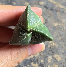 Load image into Gallery viewer, Astrophytum myriostigma
