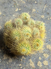 Load image into Gallery viewer, Parodia chrysacanthion
