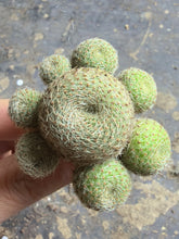 Load image into Gallery viewer, Mammillaria carmenae 'Rubrispina'
