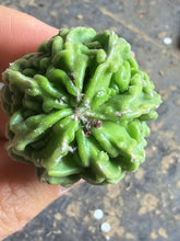Load image into Gallery viewer, Astrophytum myriostigma cv. Onzuka f. tricostatum Fukuryiu
