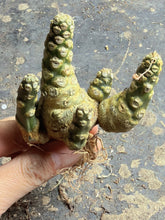Load image into Gallery viewer, Dorstenia horwoodii
