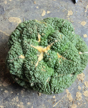 Load image into Gallery viewer, Ariocarpus fissuratus 'Godzilla'（big）
