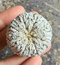 Load image into Gallery viewer, Astrophytum asterias 'Super Kabuto
