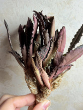Load image into Gallery viewer, Euphorbia francoisii
