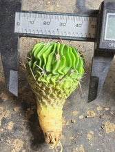 Load image into Gallery viewer, Stenocactus phyllacanthus
