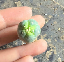 Load image into Gallery viewer, Lophophora peyote

