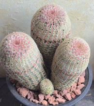 Load image into Gallery viewer, Echinocereus rigidissimus var.
