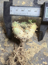 Load image into Gallery viewer, Sarcocaulon peniculinum
