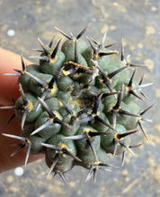 Load image into Gallery viewer, Gymnocalycium bodenbenderianum
