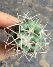Load image into Gallery viewer, Coryphantha poselgeriana var. valida
