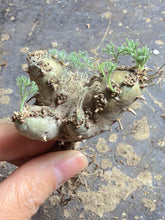Load image into Gallery viewer, Sarcocaulon peniculinum
