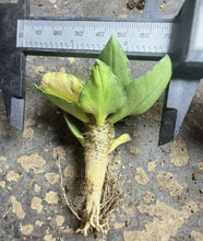 Load image into Gallery viewer, Rare Euphorbia francoisii, Multi-color Leaf Spurge Caudex, Live Succulent
