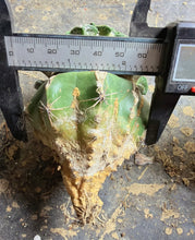Load image into Gallery viewer, Grafted Ariocarpus kotschoubeyanus
