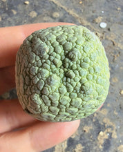 Load image into Gallery viewer, Pseudolithos cubiformis
