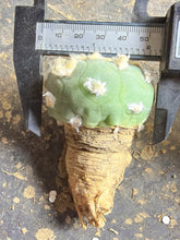 Load image into Gallery viewer, Lophophora peyote
