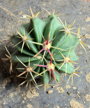 Load image into Gallery viewer, Ferocactus recurvus
