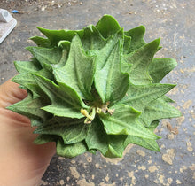 Load image into Gallery viewer, Rare Euphorbia francoisii, Multi-color Leaf Spurge Caudex, Live Succulent
