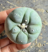 Load image into Gallery viewer, Lophophora peyote
