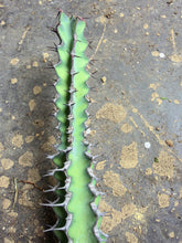 Load image into Gallery viewer, Euphorbia grandicornis, Cow's Horn Euphorbia, Dragon Horn Kirin, Rare Columnar Succulent
