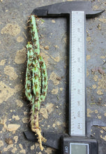 Load image into Gallery viewer, Euphorbia aeruginosa
