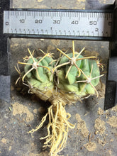 Load image into Gallery viewer, Glandulicactus crassihamatus

