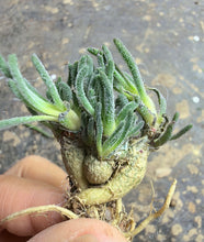 Load image into Gallery viewer, Phyllobolus resurgens
