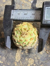 Load image into Gallery viewer, Euphorbia piscidermis
