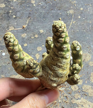 Load image into Gallery viewer, Dorstenia horwoodii
