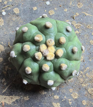 Load image into Gallery viewer, Astrophytum asterias cv. Kikko
