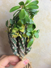 Load image into Gallery viewer, Euphorbia Royleana bois
