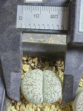 Load image into Gallery viewer, Lithops lesliei var. venteri 'Shiro-Bentengyoku'
