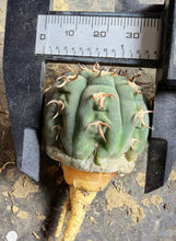 Load image into Gallery viewer, GYMNOCALYCIUM spegazzinii v.unguispinum

