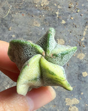 Load image into Gallery viewer, Astrophytum myriostigma variegated
