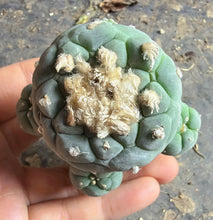 Load image into Gallery viewer, Lophophora peyote
