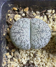 Load image into Gallery viewer, Lithops lesliei var. venteri 'Shiro-Bentengyoku'
